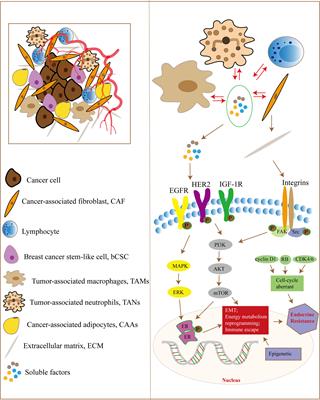 The role of the tumor microenvironment in endocrine therapy resistance in hormone receptor-positive breast cancer